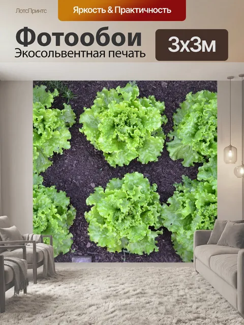 Фотообои Зеленый салат