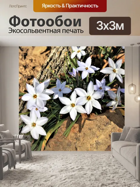 Фотообои Звезда Вифлеема Полевые цветы