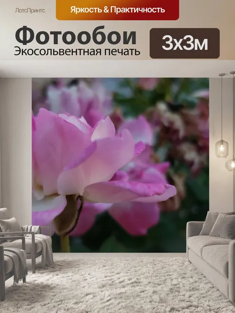 Фотообои Розовый цветок розы
