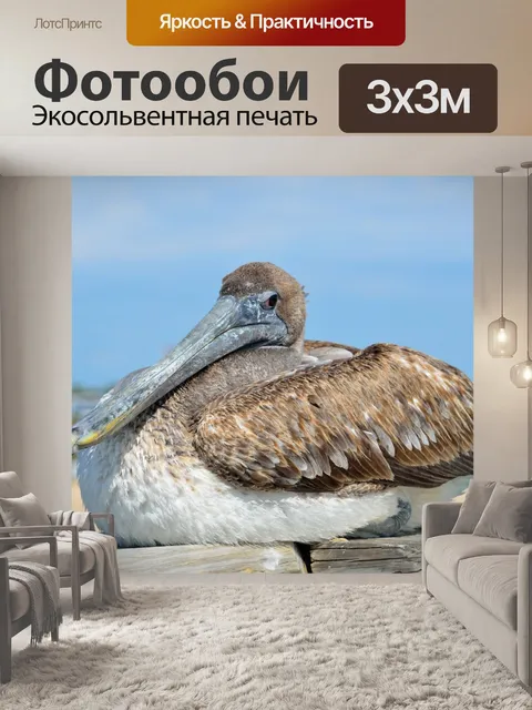 Фотообои Пеликан Отдых
