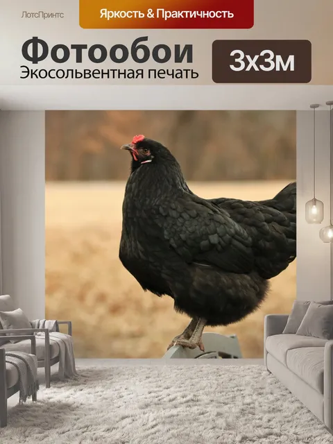Фотообои Черная курица крупным планом