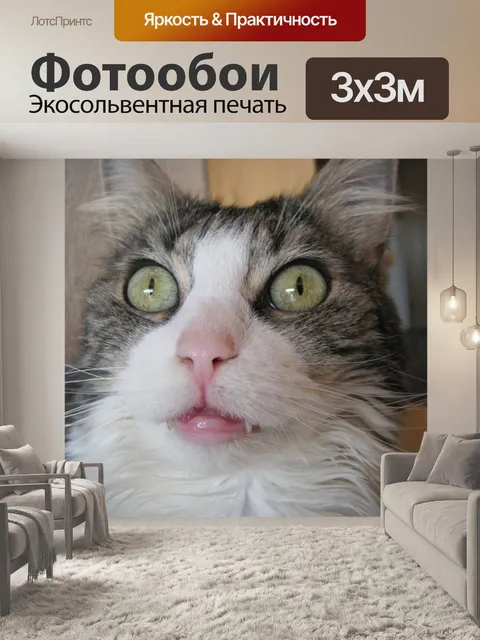 Фотообои Кот