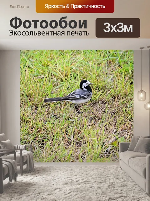 Фотообои Забавный маленький птица