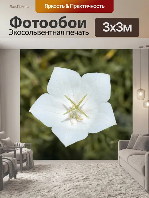 Фотообои Цветок