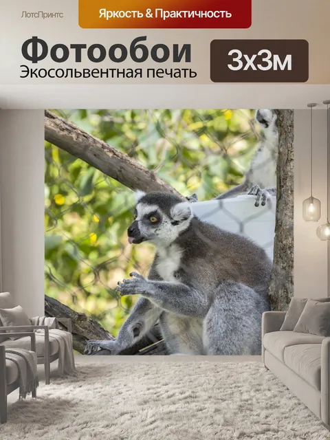 Фотообои Кольцо хвостатое Лемур