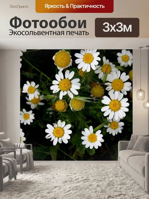 Фотообои Полевые ромашки с темным фоном