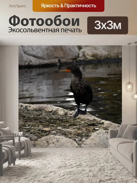 Фотообои баклан