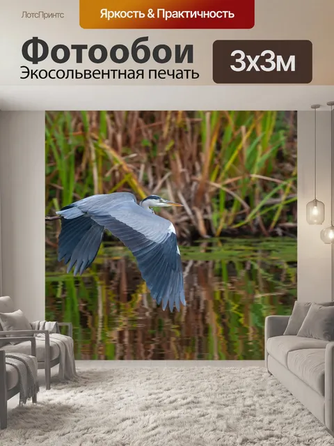 Фотообои Серая цапля