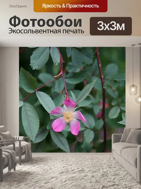 Фотообои Красная листовая роза