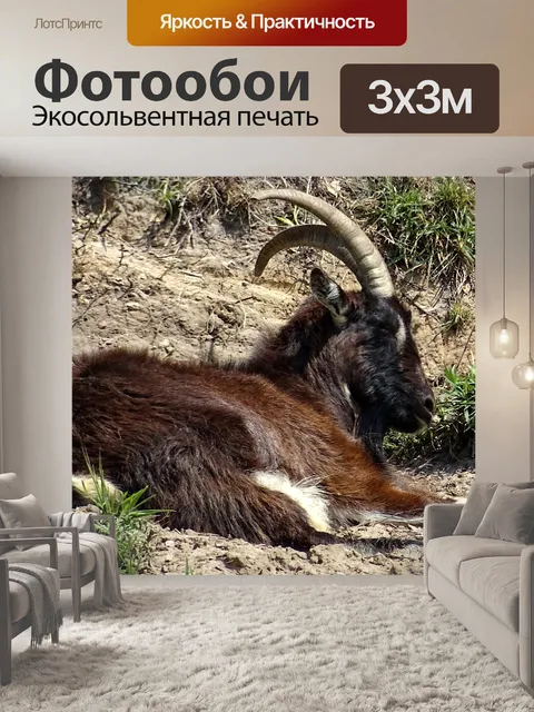Фотообои Горный козел отдыхает