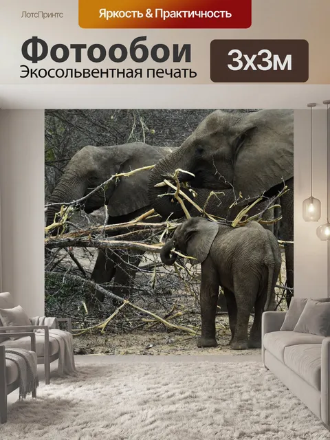 Фотообои Слон
