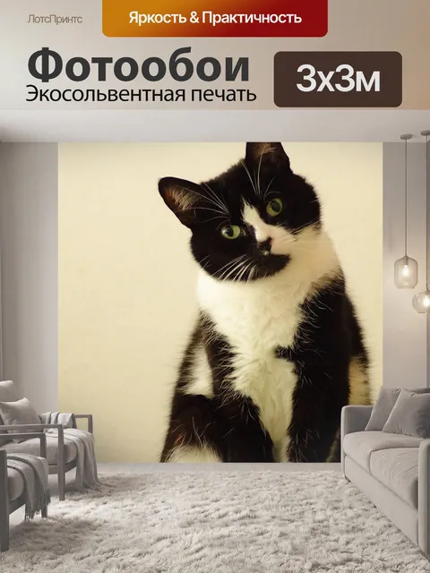 Фотообои Кот