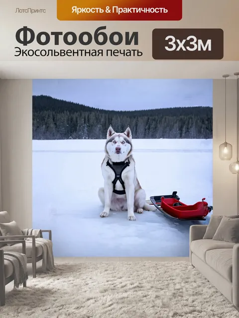 Фотообои белый хаски, сидящий на льду, с запястьем ездовой собаки, в окружении замерзшего озера и снега