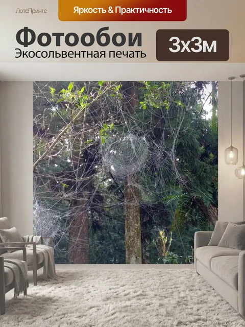 Фотообои Паутина