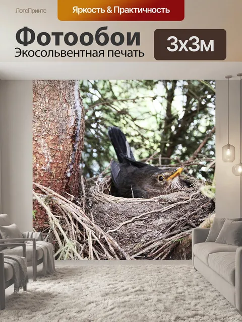 Фотообои Черный дрозд