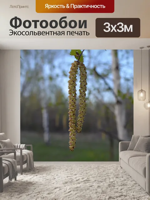 Фотообои Березовая роща