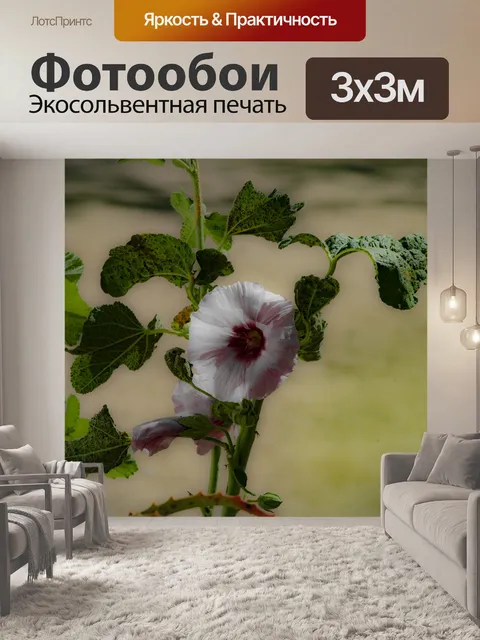 Фотообои Белый Гибискус Цветочный фон
