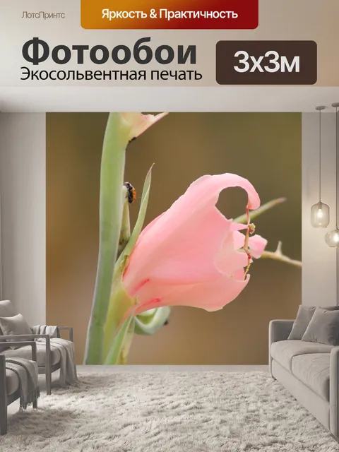 Фотообои Божья коровка