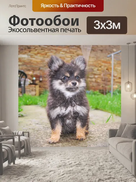 Фотообои Малые собаки