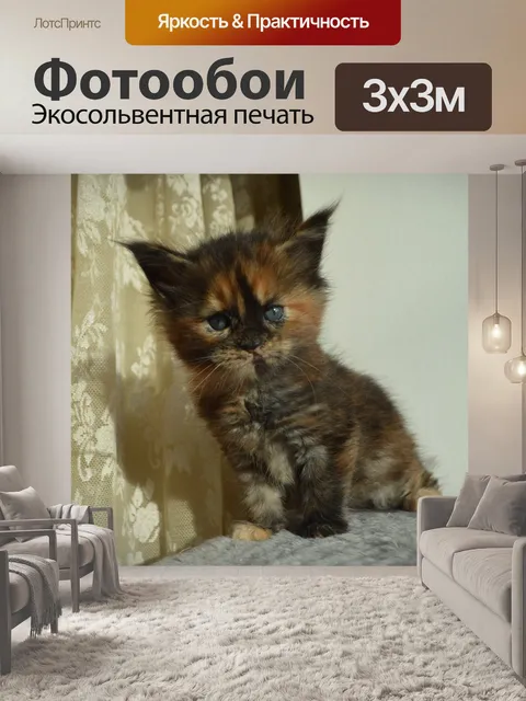 Фотообои Мейн кун