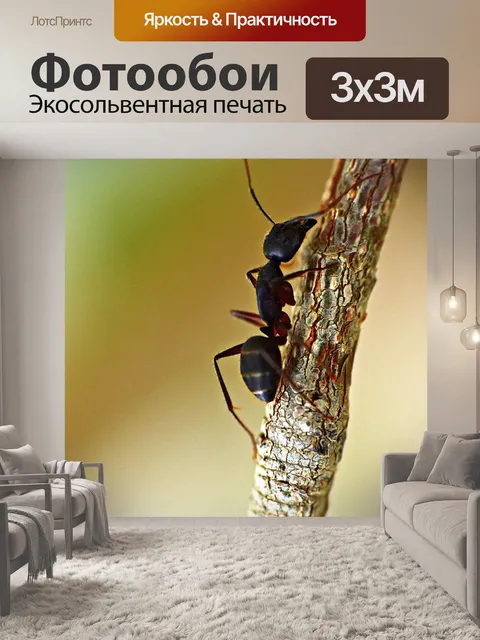 Фотообои Черный муравей