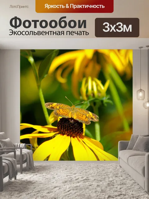 Фотообои Бабочка на черноглазая сьюзен