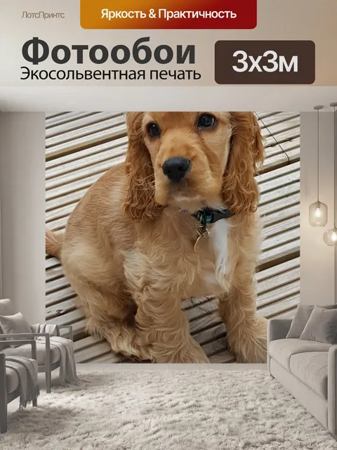 Фотообои Собака
