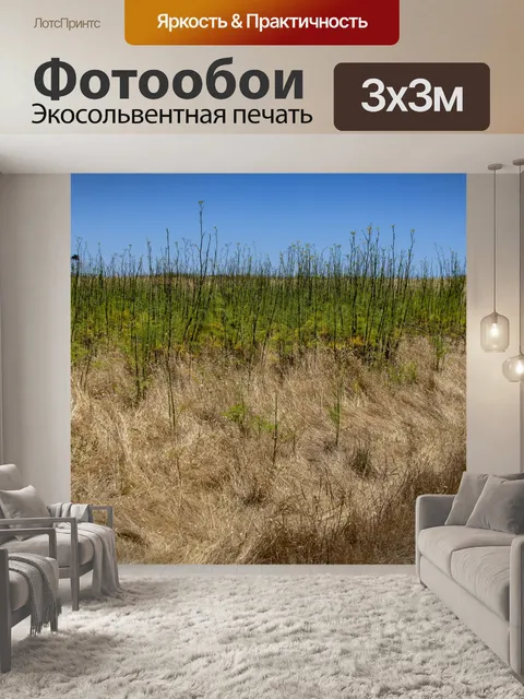 Фотообои сухая трава и щетка