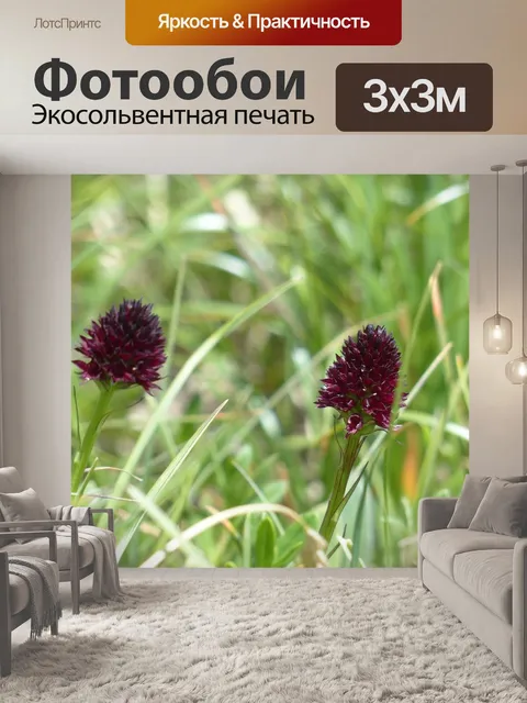 Фотообои Капусты черной розы