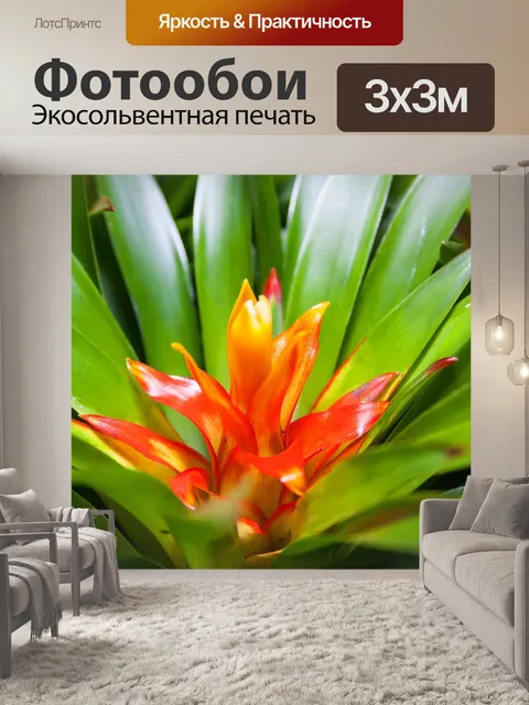 Фотообои Бромелию