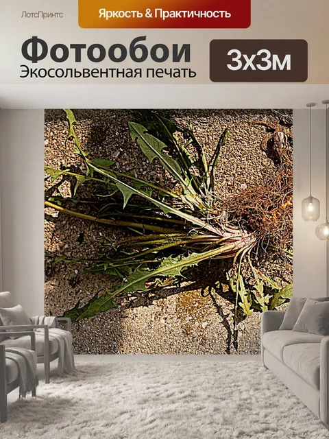 Фотообои Корень одуванчика