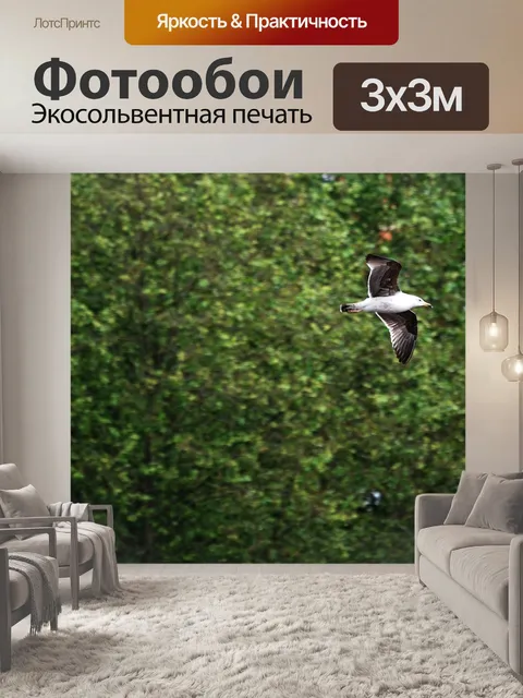 Фотообои Чайка