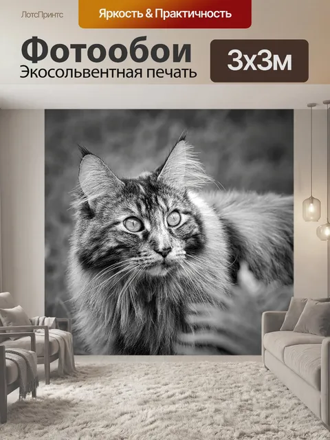 Фотообои Мейн кун