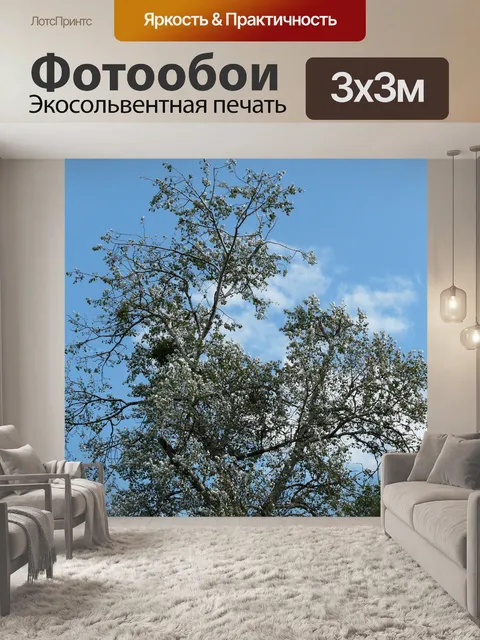 Фотообои Серебристый тополь