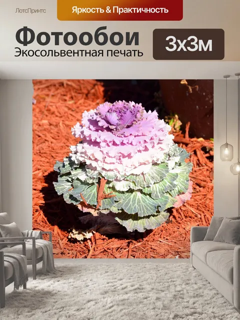 Фотообои Кале