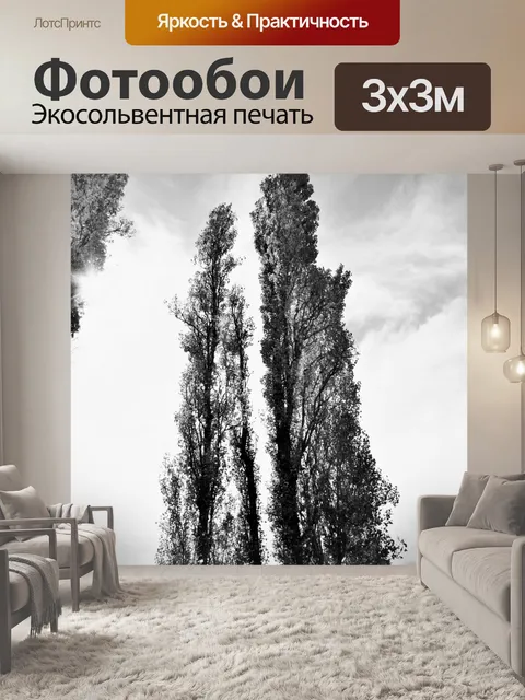 Фотообои черно-белые тополя