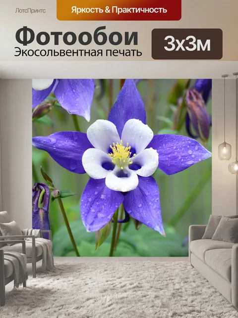 Фотообои Rocky mountain columbine