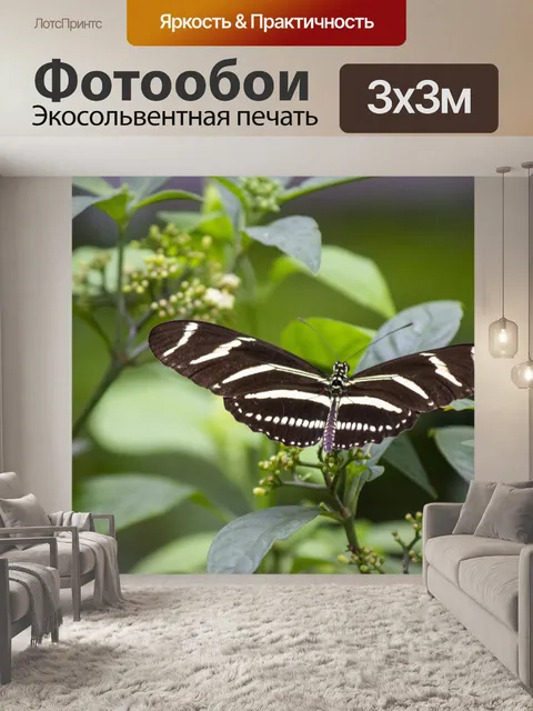 Фотообои Зебра длиннокрылое