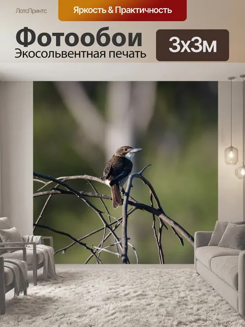Фотообои Серый флейтовой птицы