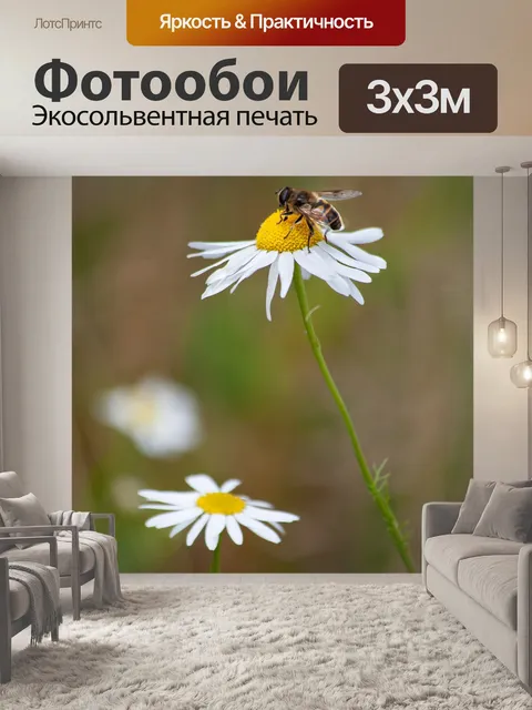 Фотообои Ромашка