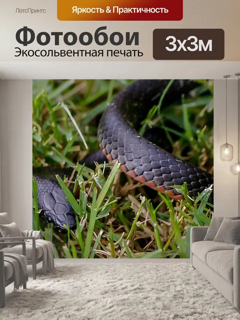 Фотообои Красная пузатая черная змея