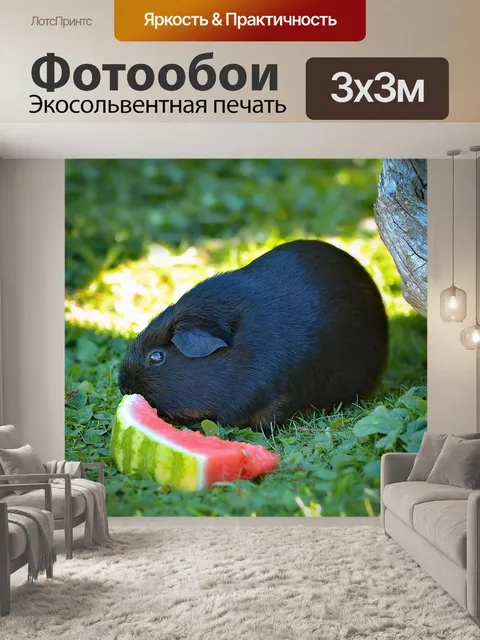 Фотообои Морская свинка
