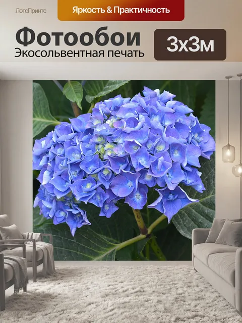 Фотообои Гортензия