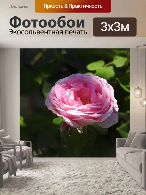 Фотообои Чайная роза