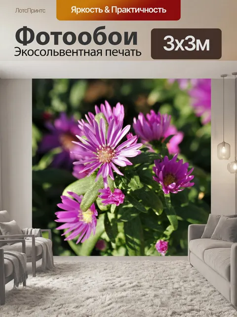 Фотообои Фиолетовые астры