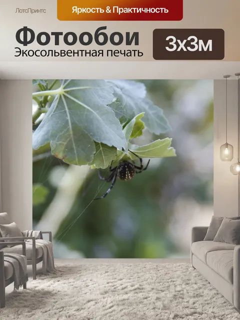 Фотообои Черный и белый паук