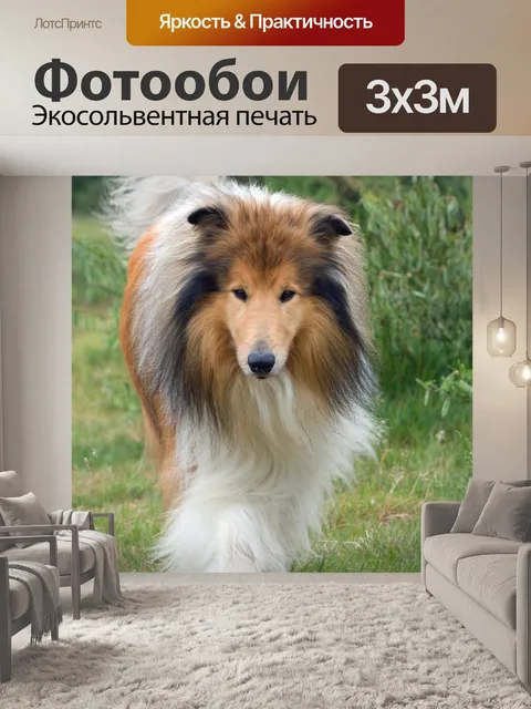 Фотообои Грубые собака колли