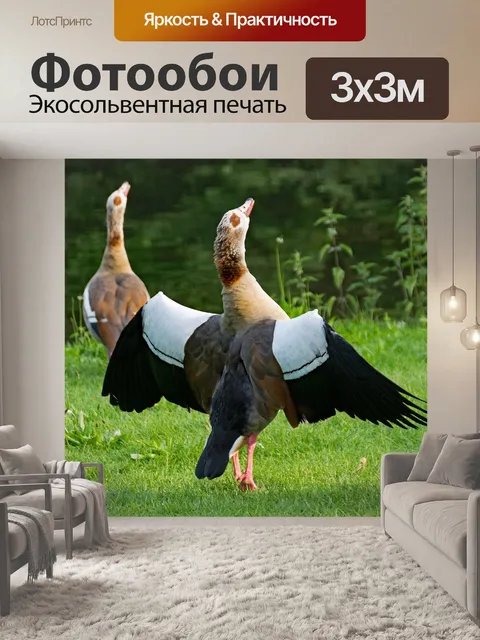Фотообои Египетские гуси
