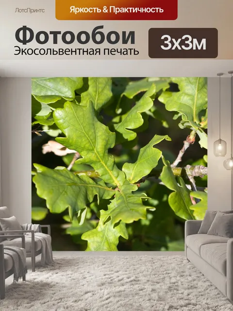 Фотообои Дубовые листья крупным планом