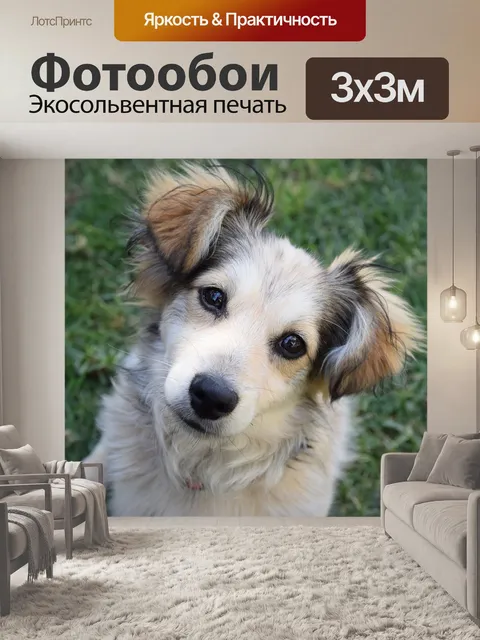 Фотообои Собака